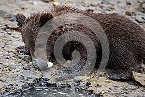 a tiny grizzly baby is eating mollusc flesh