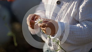 Tiny hands of toddler pluck white petals of chamomile