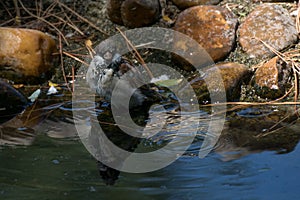 A tiny happy sparrow taking a bath in a stream