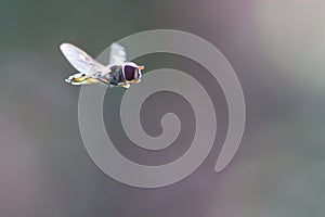 Tiny hard-working fly hovering against a clear background