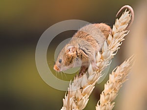 Tiny harvest Mouse