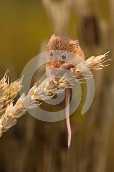 Tiny Harvest Mouse