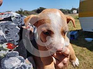 Tiny homeless pitbull puppy outdoor