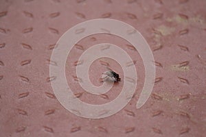 A tiny hous fly on a tile of a house. Lightening fast insect is doing some business outside a living place.