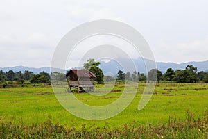 Tiny House in the Paddy Field