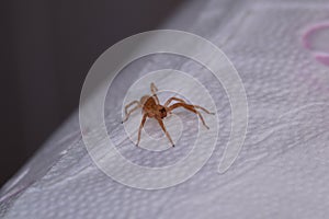 Tiny house spider found on a toilet paper roll.