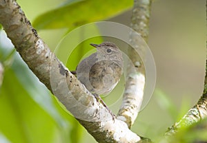 Tiny House Wren Troglodytes aedon perched on a tree branch