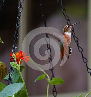 Hummingbird floating in a garden cottage