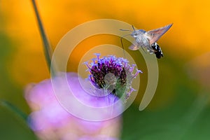 Tiny Hummingbird hawk-moth