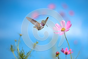 Tiny hummingbird hover in mid-air photo