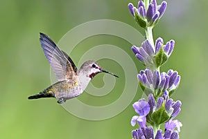 Tiny hummingbird over bright summer background