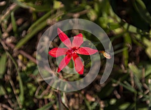 Tiny Indigenous Red Flower in Green Grassland