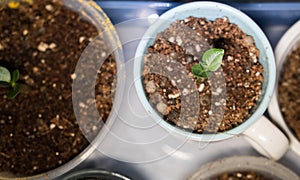 Tiny indoor organic plant.