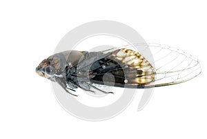 Tiny insect black cicada