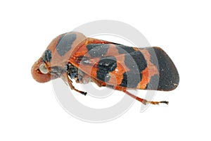 Tiny insect cicada red and black