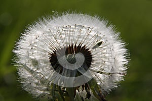 Tiny insect in a dandelion