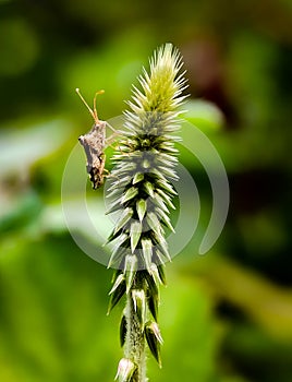 Tiny insect on flower bud.