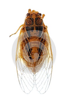 Tiny insect gold cicada