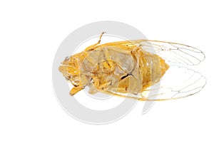 Tiny insect gold cicada