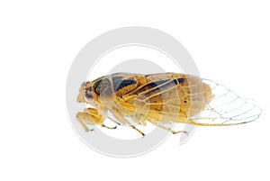 Tiny insect yellow cicada macro isolated