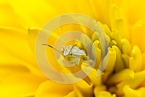 Tiny insect on a yellow flower