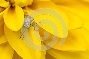 Tiny insect on a yellow flower