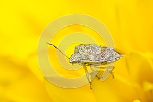 Tiny insect on a yellow flower