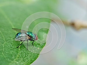 tiny insects around the house, lalat botol hijau, lucilia sericata