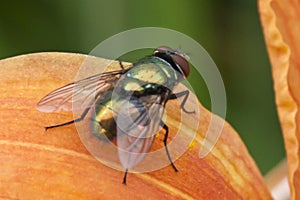 Tiny Iridescent Fly Sunbathing on an Orange Day Lilly