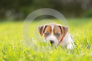 Tiny Jack Russel Terrier puppy laying on green grass