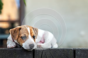 Tiny Jack Russel terrier puppy on the wooden terrace