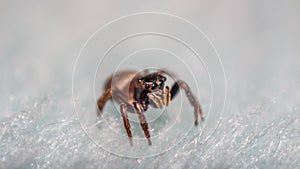 Tiny jumping spider closeup