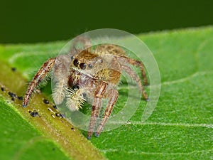 Tiny Jumping Spider On Leaf