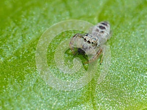Tiny Jumping Spider on Leaf with Prey