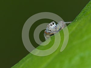Tiny Jumping Spider Looking into the Camera