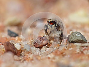 Tiny Jumping Spider On A Pebble 2
