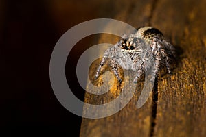 A tiny jumping spider photographed in Argentina