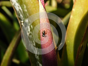 Tiny Jumping Spider on a pink Bromeliad flower.