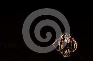 Tiny jumping spider with reflection isolated on black