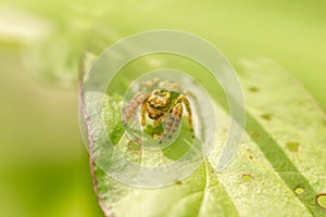 A tiny jumping spider sitting on a leaf