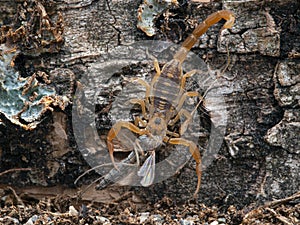 Tiny juvenile Arizona bark scorpion eating a midge