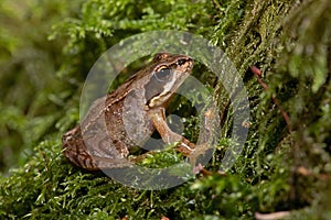 Tiny juvenile Common Frog, Rana temporaria