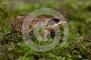 Tiny juvenile Common Frog, Rana temporaria