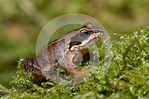 Tiny juvenile Common Frog, Rana temporaria