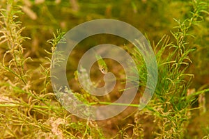 Tiny juvenile Dollar Sunfish looking at camera .