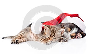 Tiny kitten and basset hound puppy in red santa hat sleeping tog