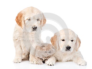 Tiny kitten lies between two golden retriever puppies. isolated
