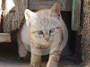 Tiny kitten outdoors portrait