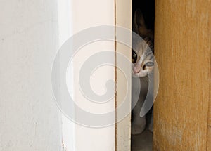 Tiny kitten peeking through an barely open door