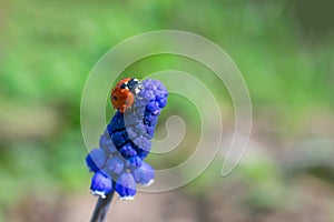 Tiny lady bird insect on blue muscari flower on bokeh backdrop.Summer